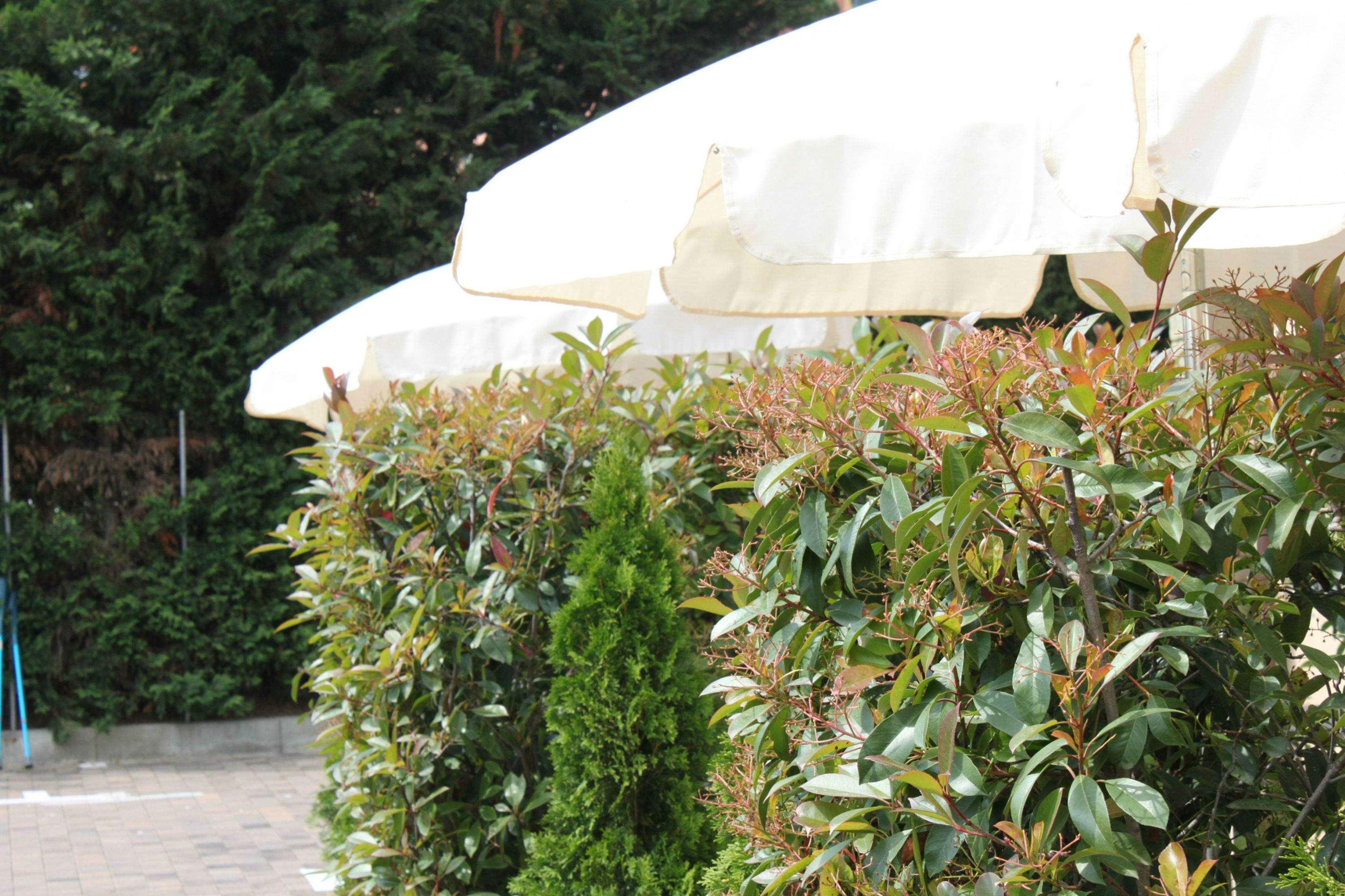 Best Western Hotel Anthurium Santo Stefano al Mare Exterior photo